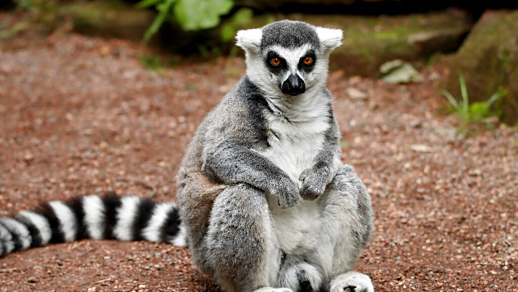 interesting facts about madagascar